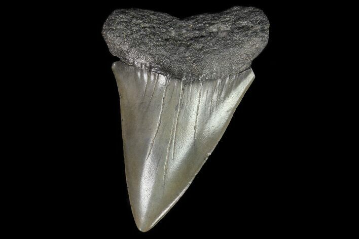 Large, Fossil Mako Shark Tooth - Georgia #75008